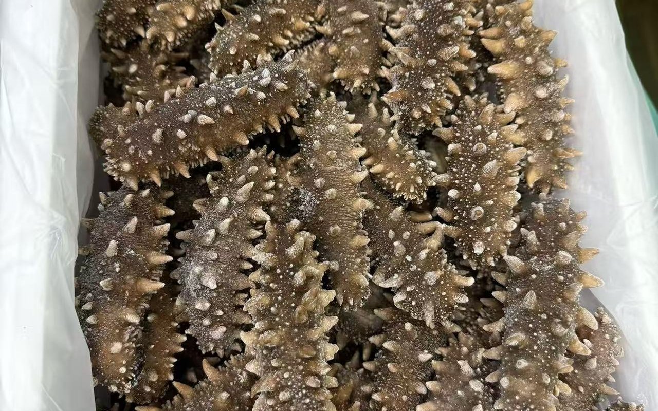 珠海即食海参实拍图